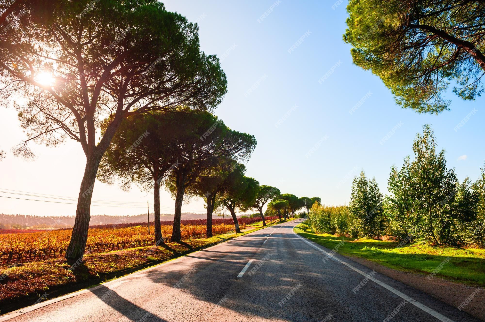 2000x1331 Premium Photo. Beautiful road with trees in countryside at sunny day. western portugal. beautiful autumn landscape