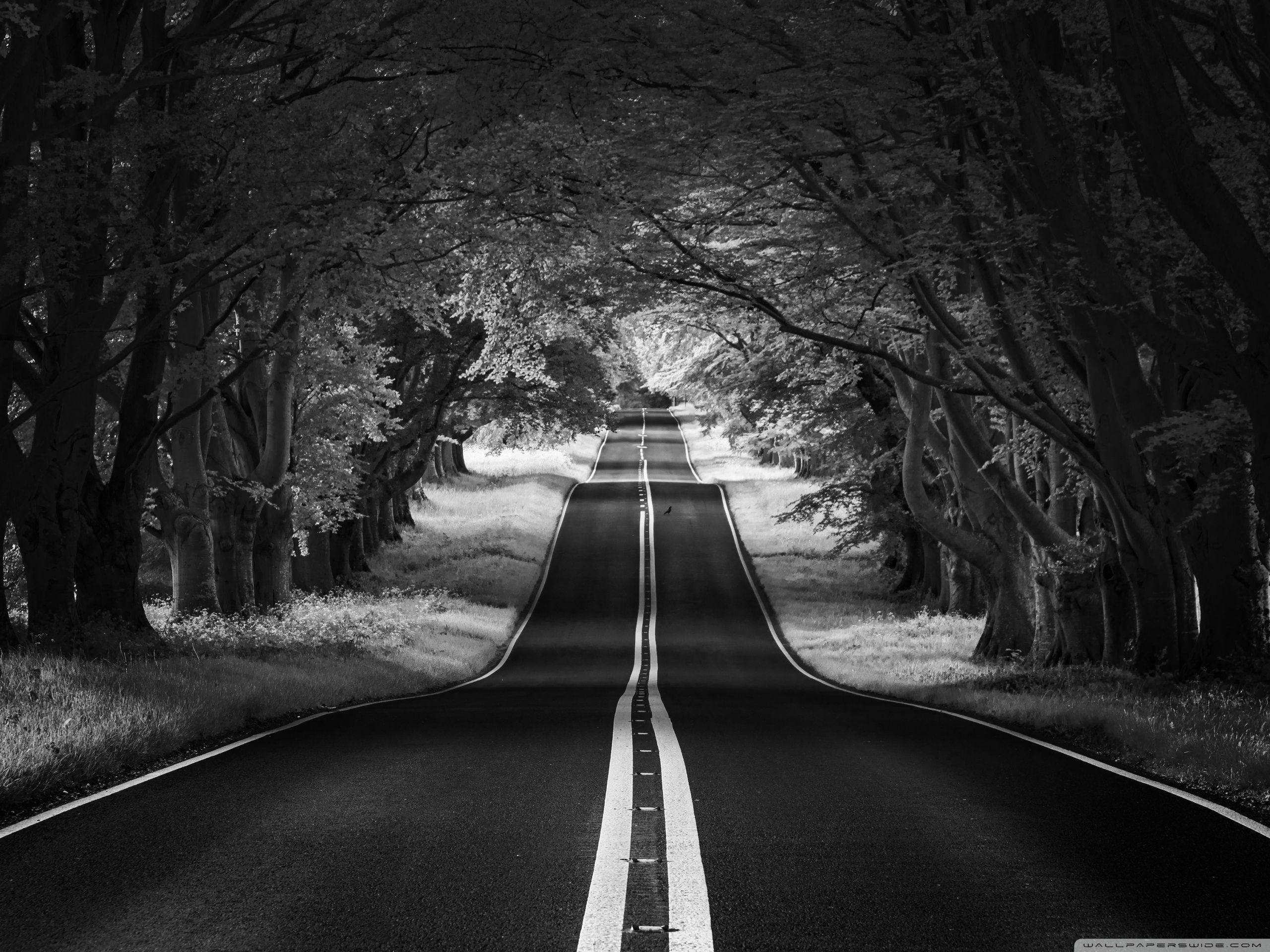 2560x1920 Road Landscape, Aesthetic, Black and White Ultra HD Desktop Background Wallpaper for 4K UHD TV : Widescreen & UltraWide Desktop & Laptop : Tablet