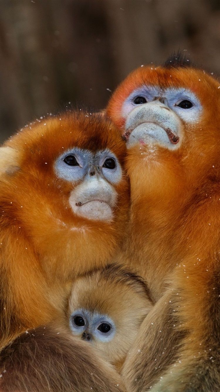750x1334 Three Monkeys, Family 750x1334 IPhone 8 7 6 6S Wallpaper, Background, Picture, Image