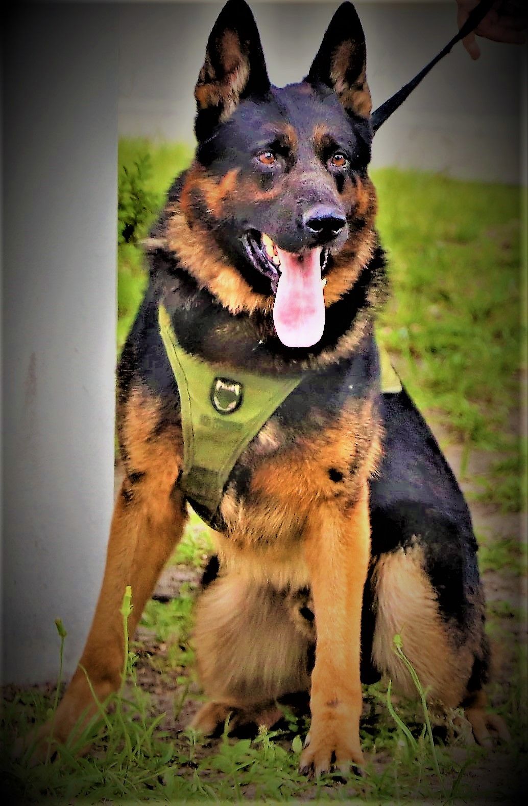 K9 Dog Wallpapers Top Free K9 Dog Backgrounds WallpaperAccess