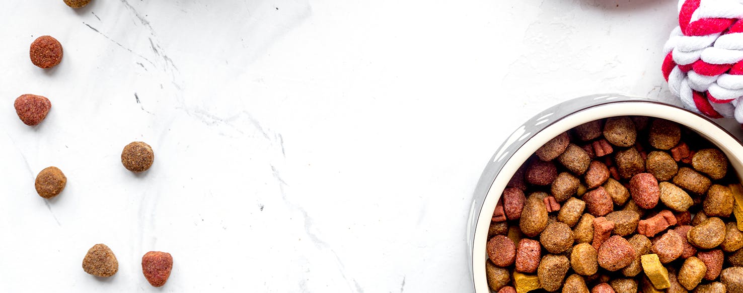 Mesmerizing Dog Food Moment Illustration Mesmerizing Dog Food Moment Illustration