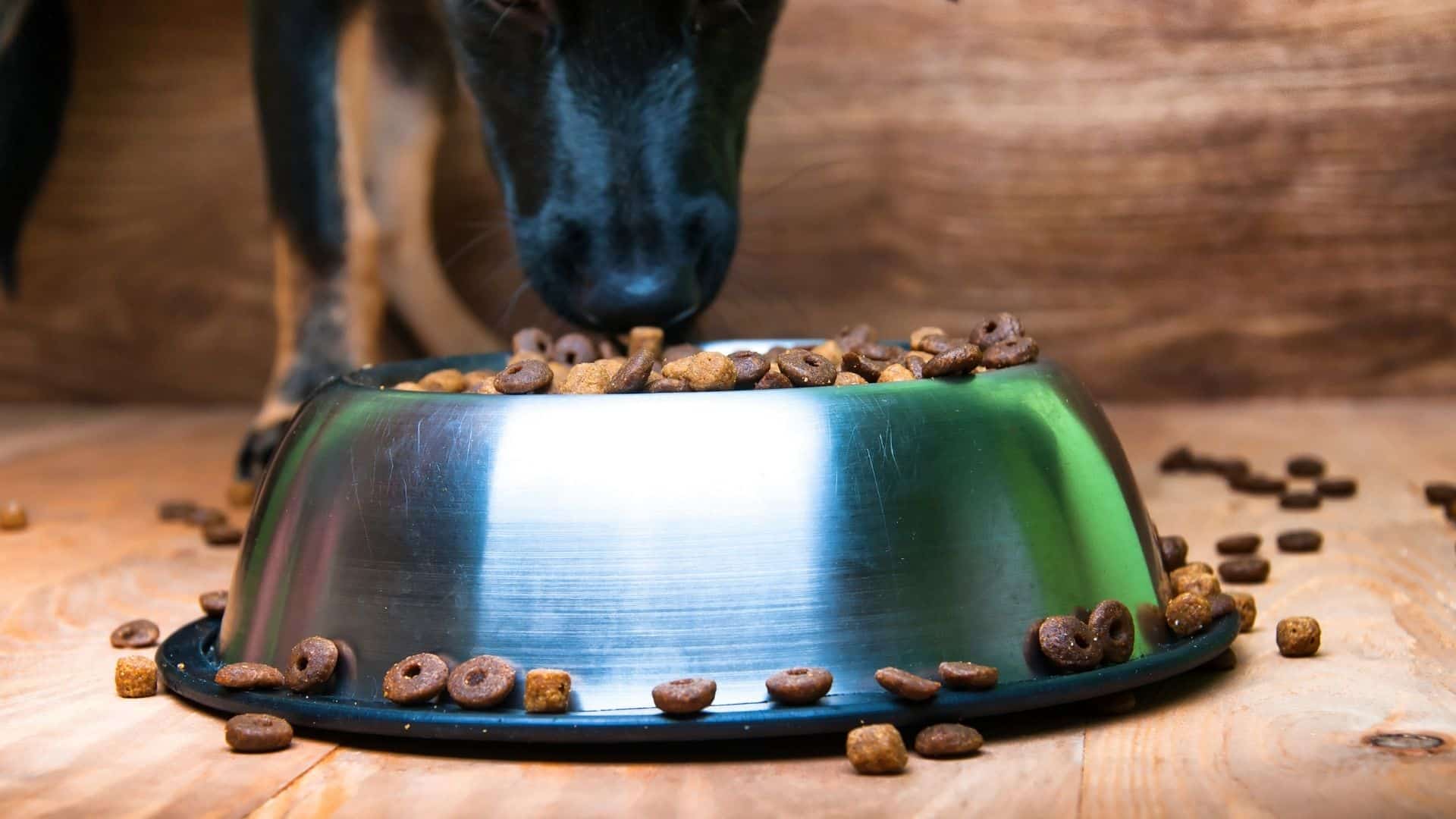 Mesmerizing Dog Food Background for Mobile Mesmerizing Dog Food Background for Mobile
