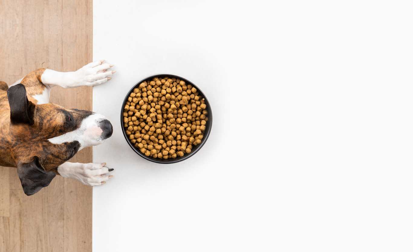 Pet Food Wallpapers - Top Free Pet Food Backgrounds - WallpaperAccess