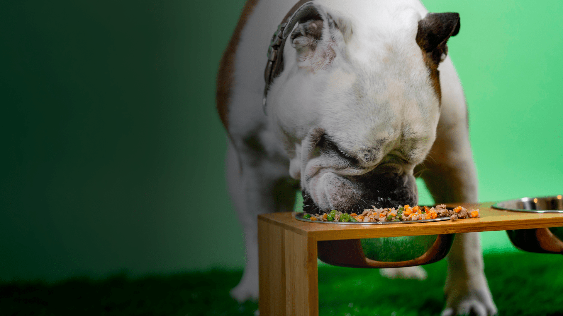 Stunning Best Dog Food Picture Concept Stunning Best Dog Food Picture Concept