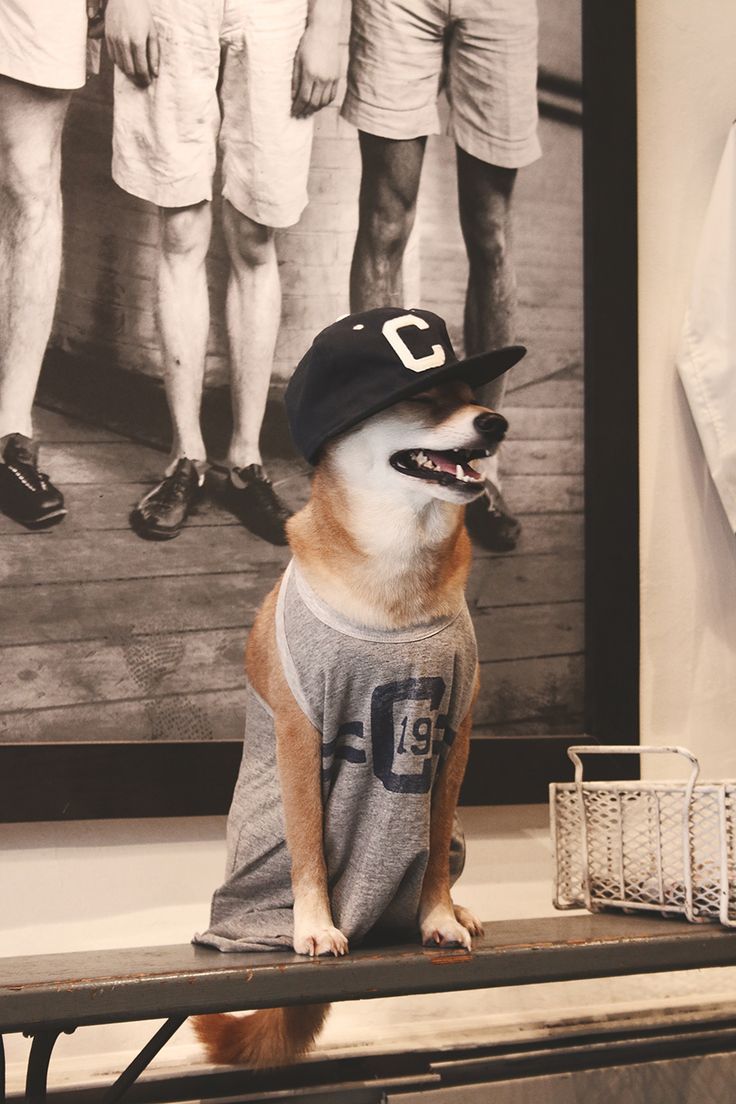 736x1104 mensweardog. Menswear dog, iPhone wallpaper cat, Animal wallpaper