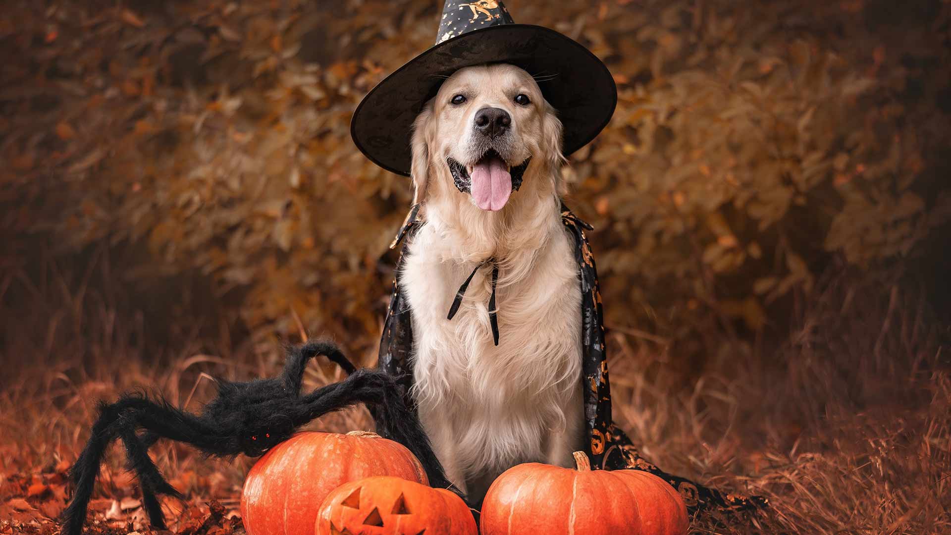 1920x1080 Dog Costume Ideas for 2023: Halloween Edition®