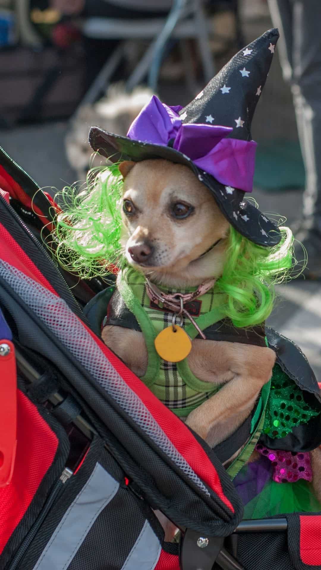 1080x1920 Best Chihuahua Halloween Costumes DIY Ideas, Cute & Funny Wallpaper