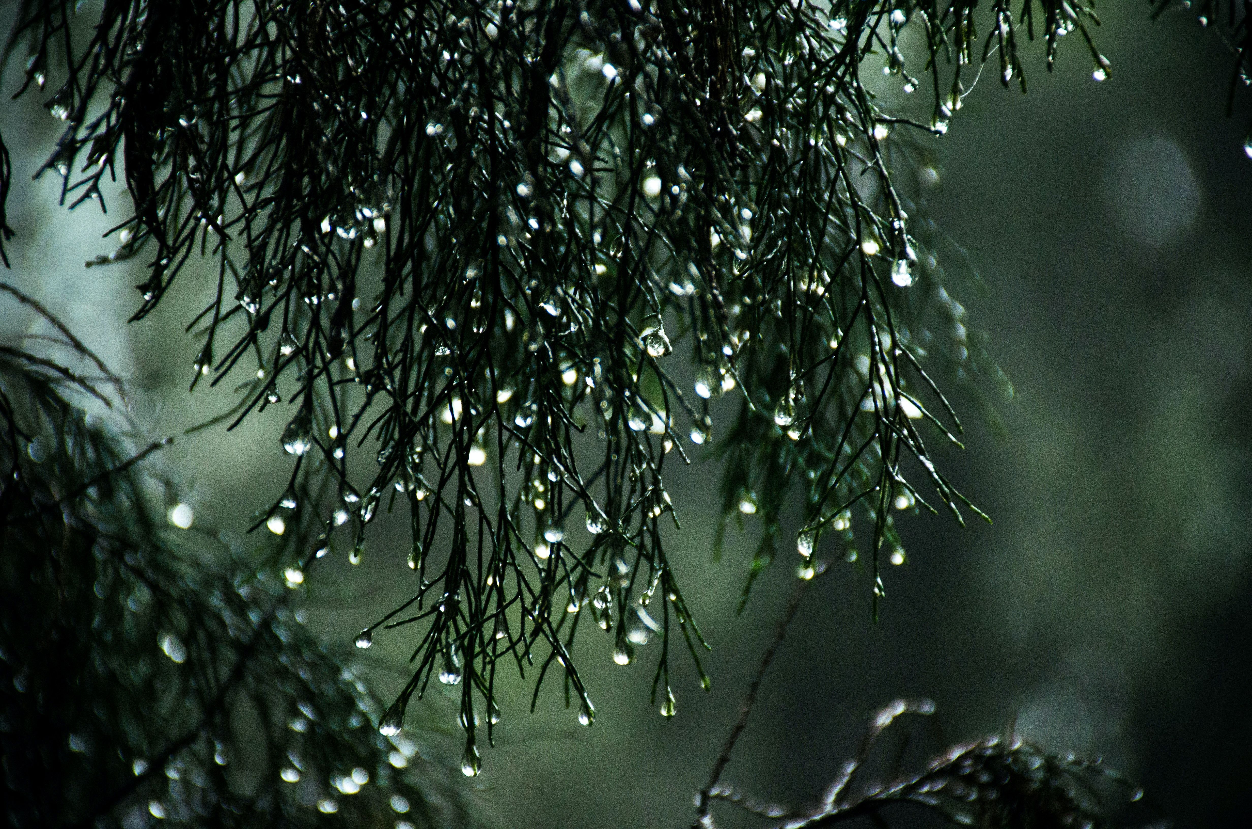 4928x3264 Close Up Photography Of Wet Leaves · Free