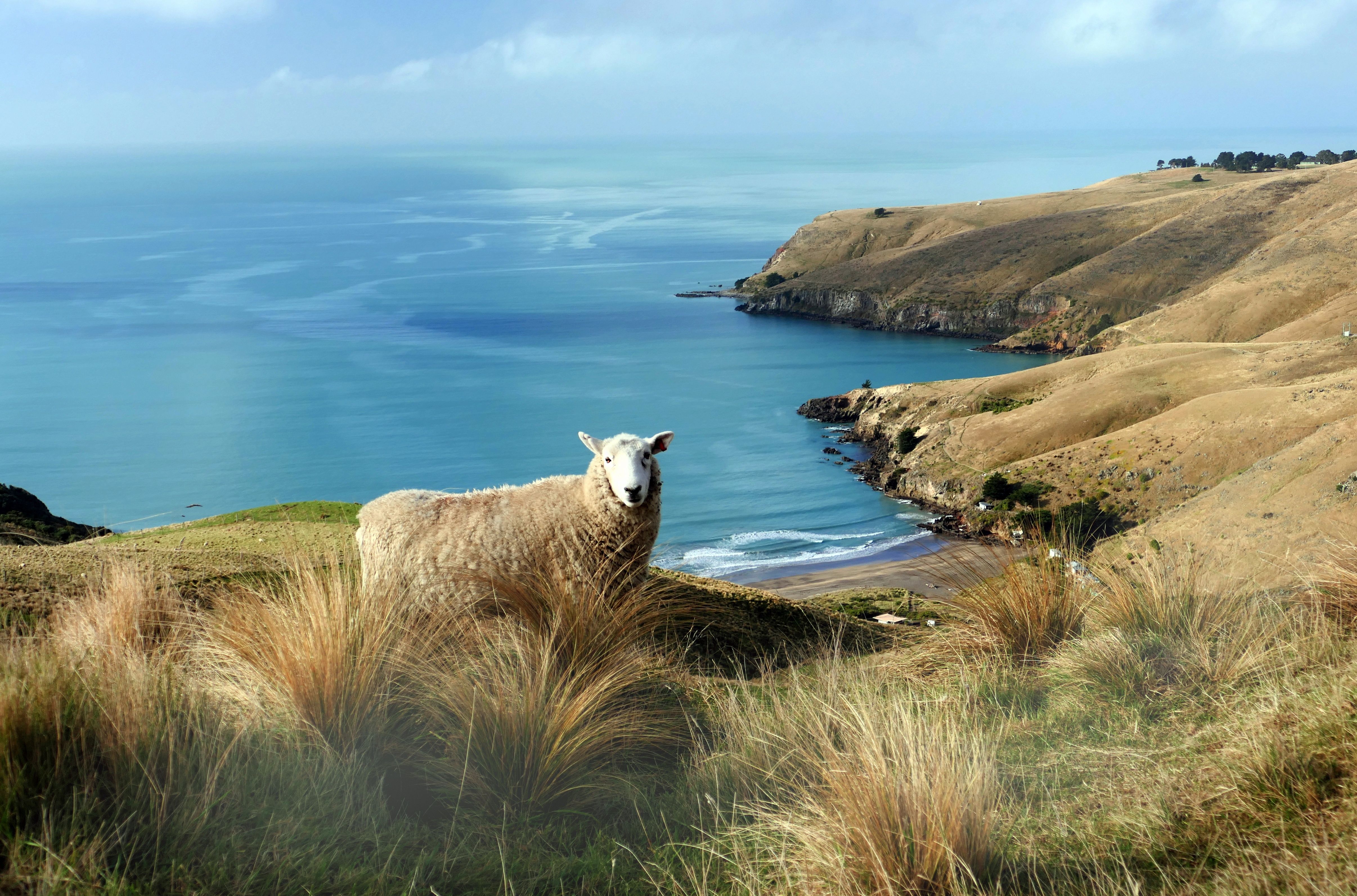 4824x3185 Animal Sheep 4k Ultra HD Wallpaper