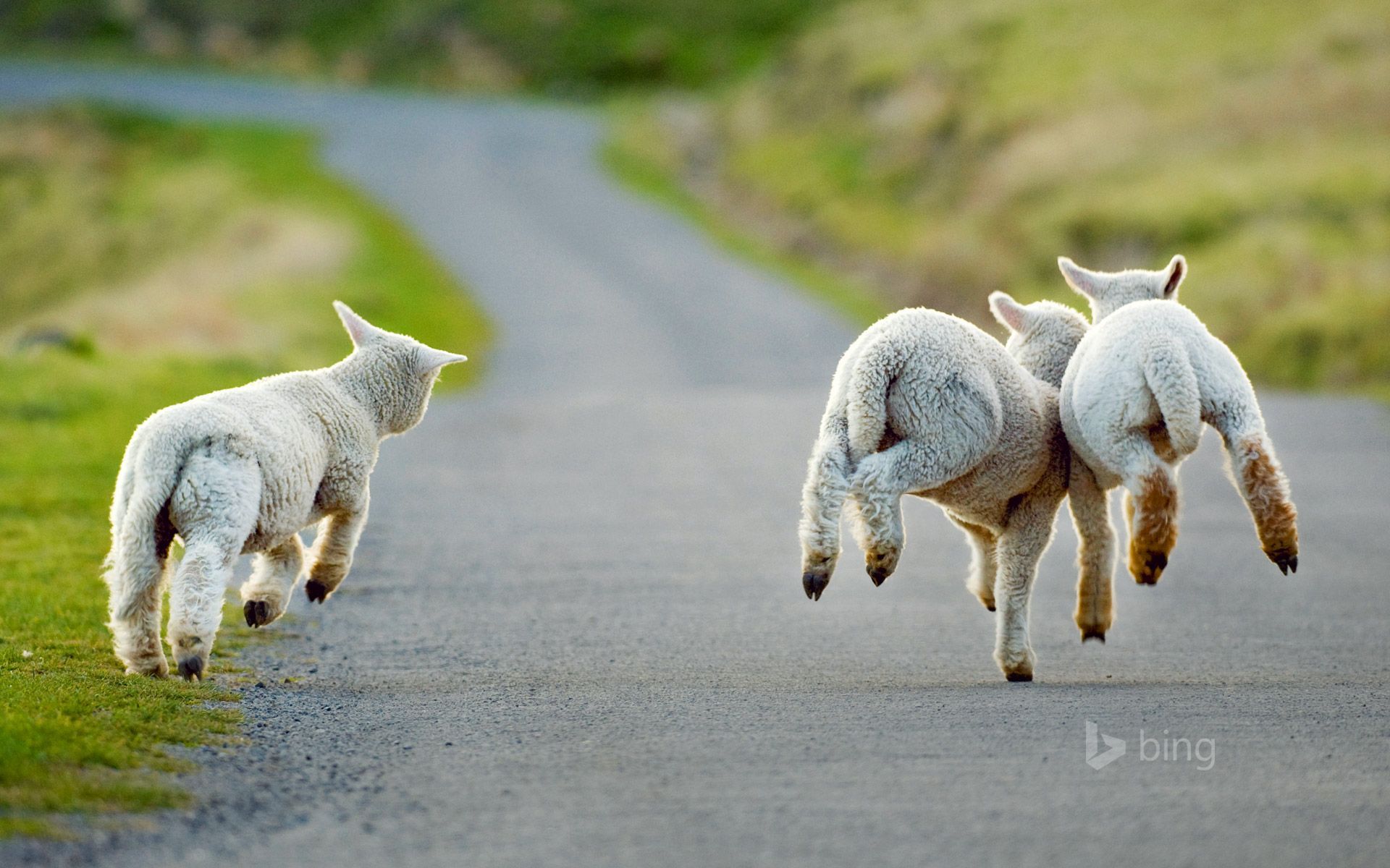 1920x1200 Three lambs frolicking in Christchurch, New Zealand