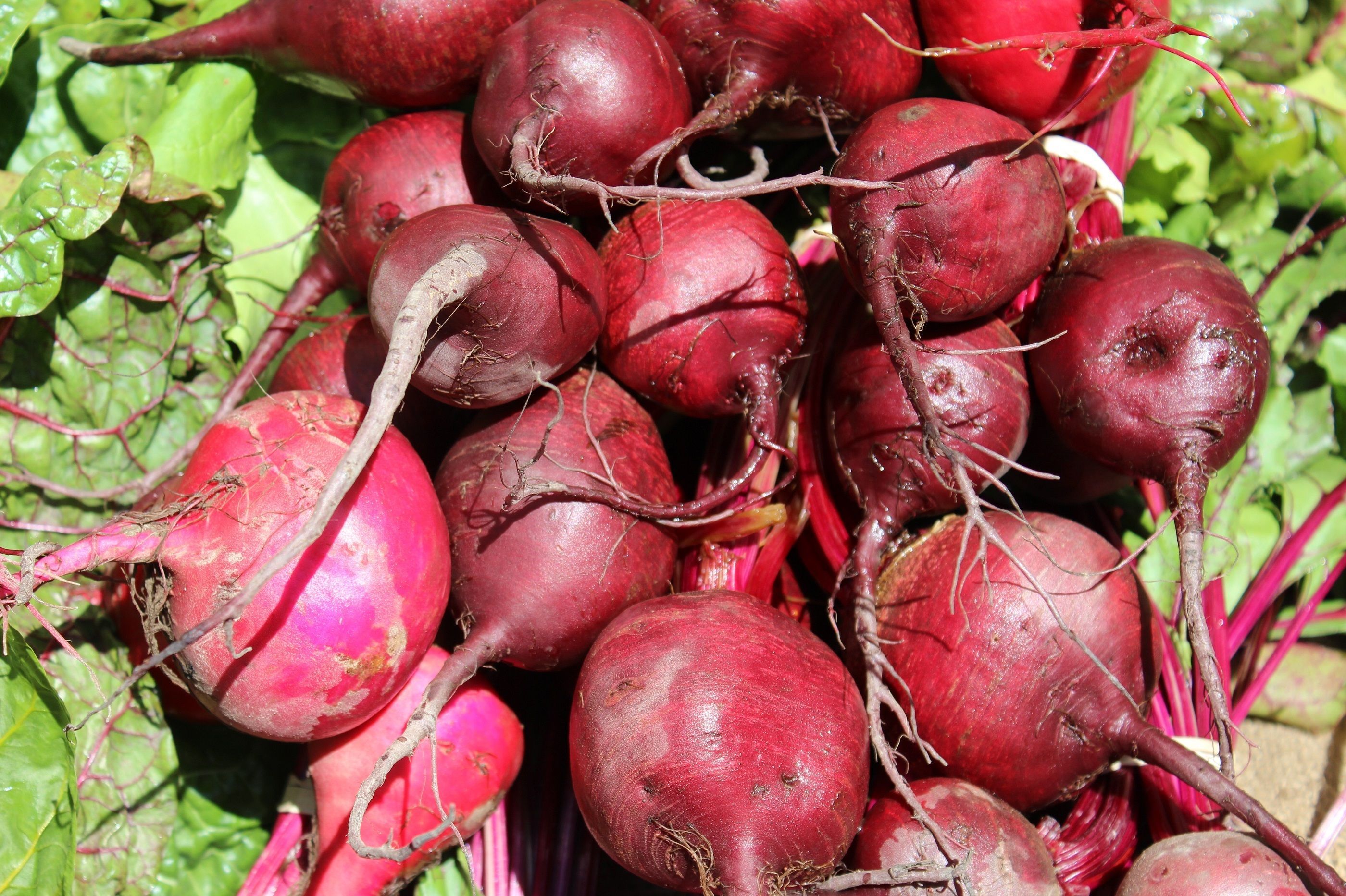 2800x1866 Beet also known as red beet, golden beet and beetroot