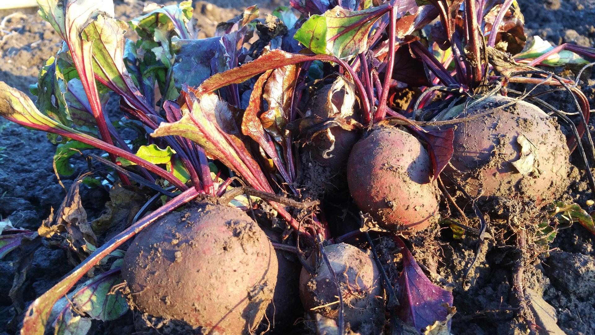 1920x1080 Growing Beets in a Home Garden. University of Maryland Extension