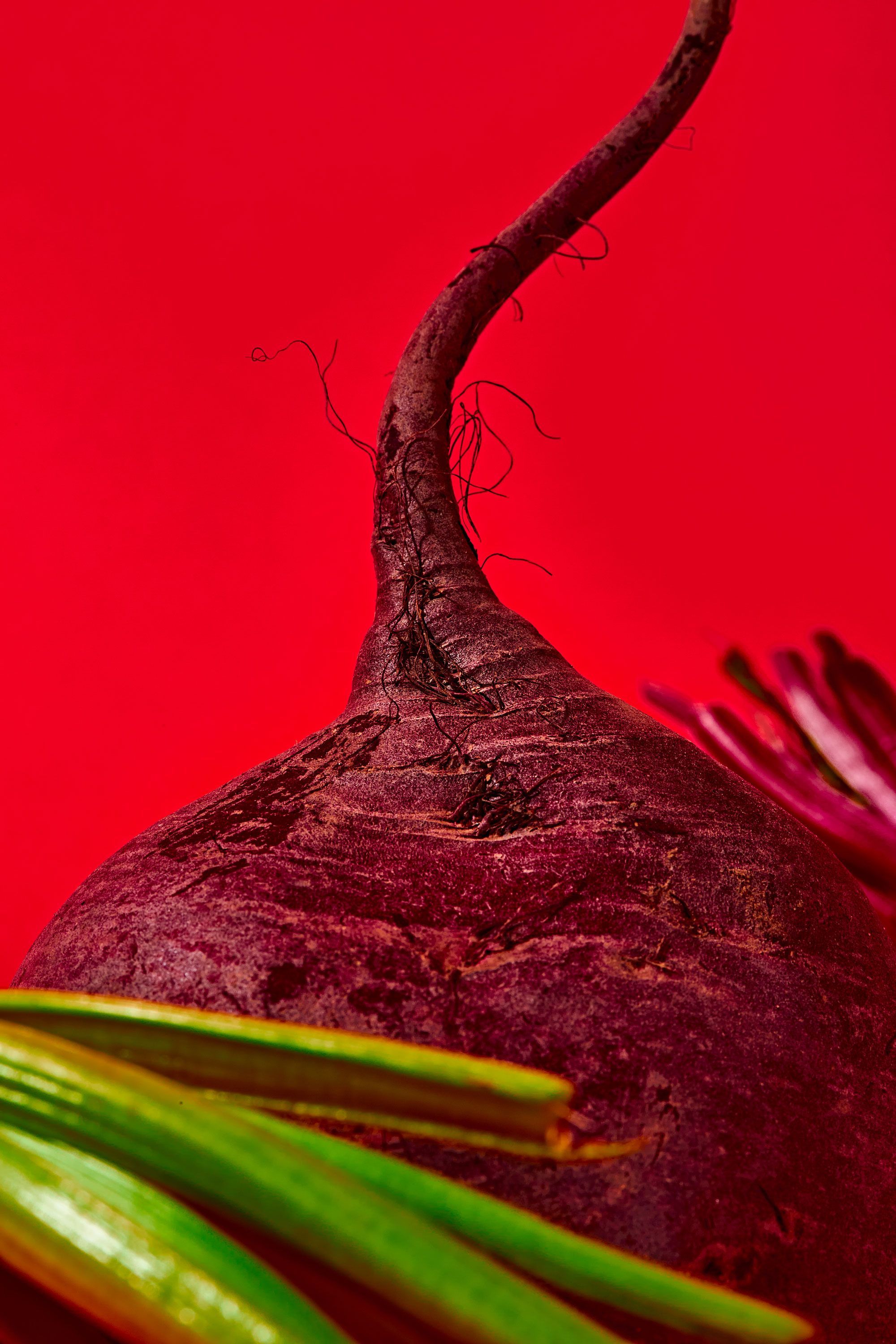 Beetroot Wallpapers - Top Free Beetroot Backgrounds - WallpaperAccess