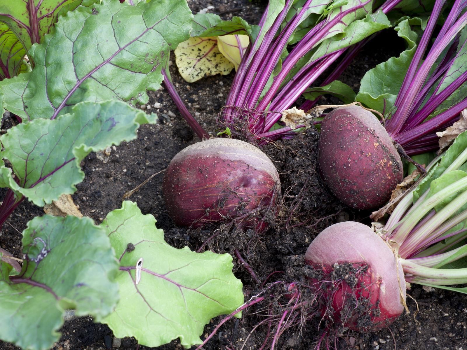 1600x1200 How To Grow Beetroot