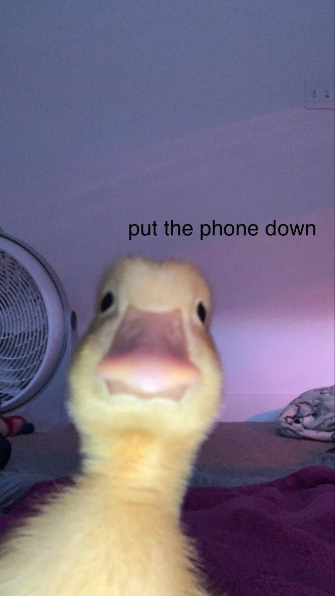 Duck Meme Wallpapers - Top Free Duck Meme Backgrounds - WallpaperAccess