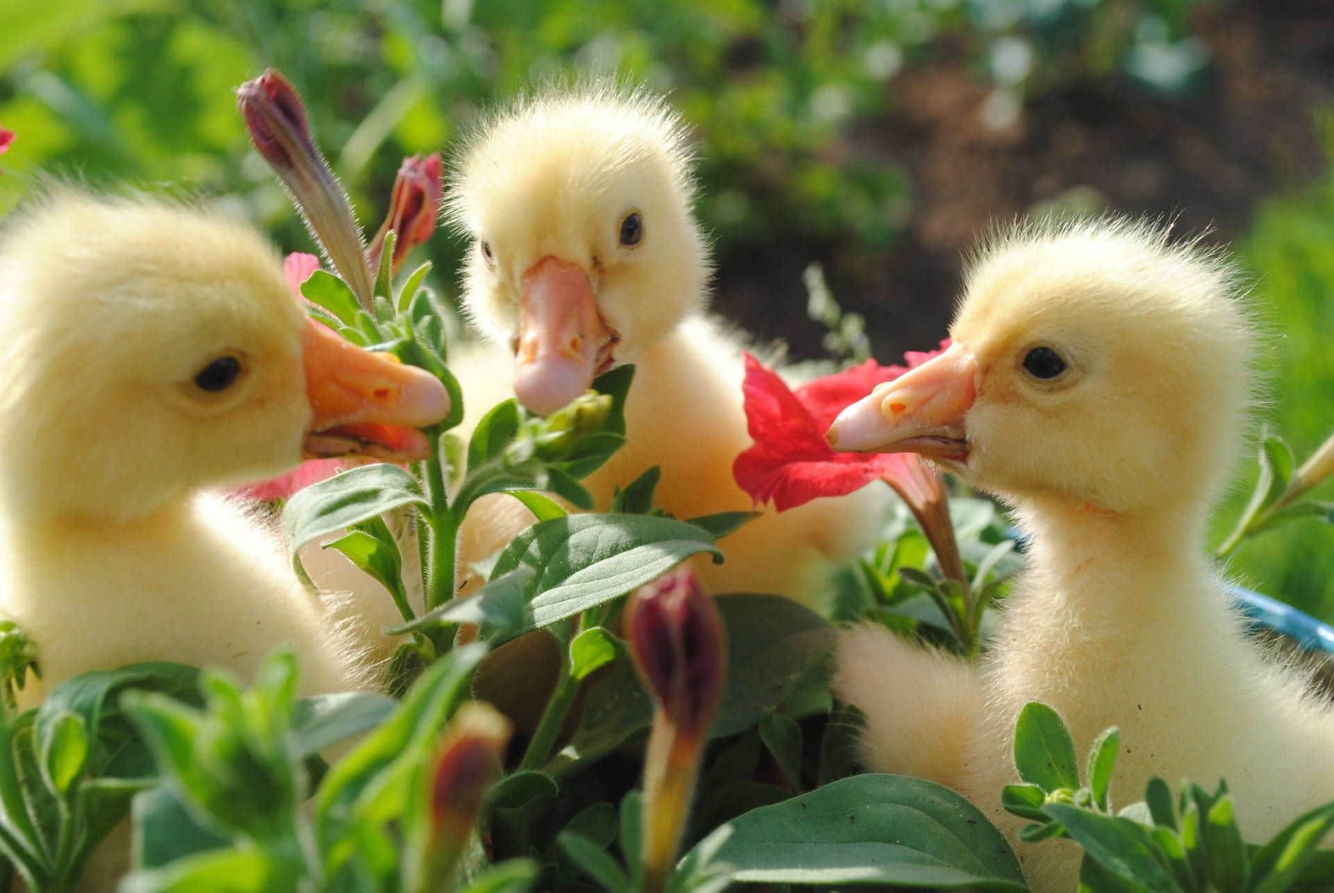 1920x1285 Duck Wallpaper