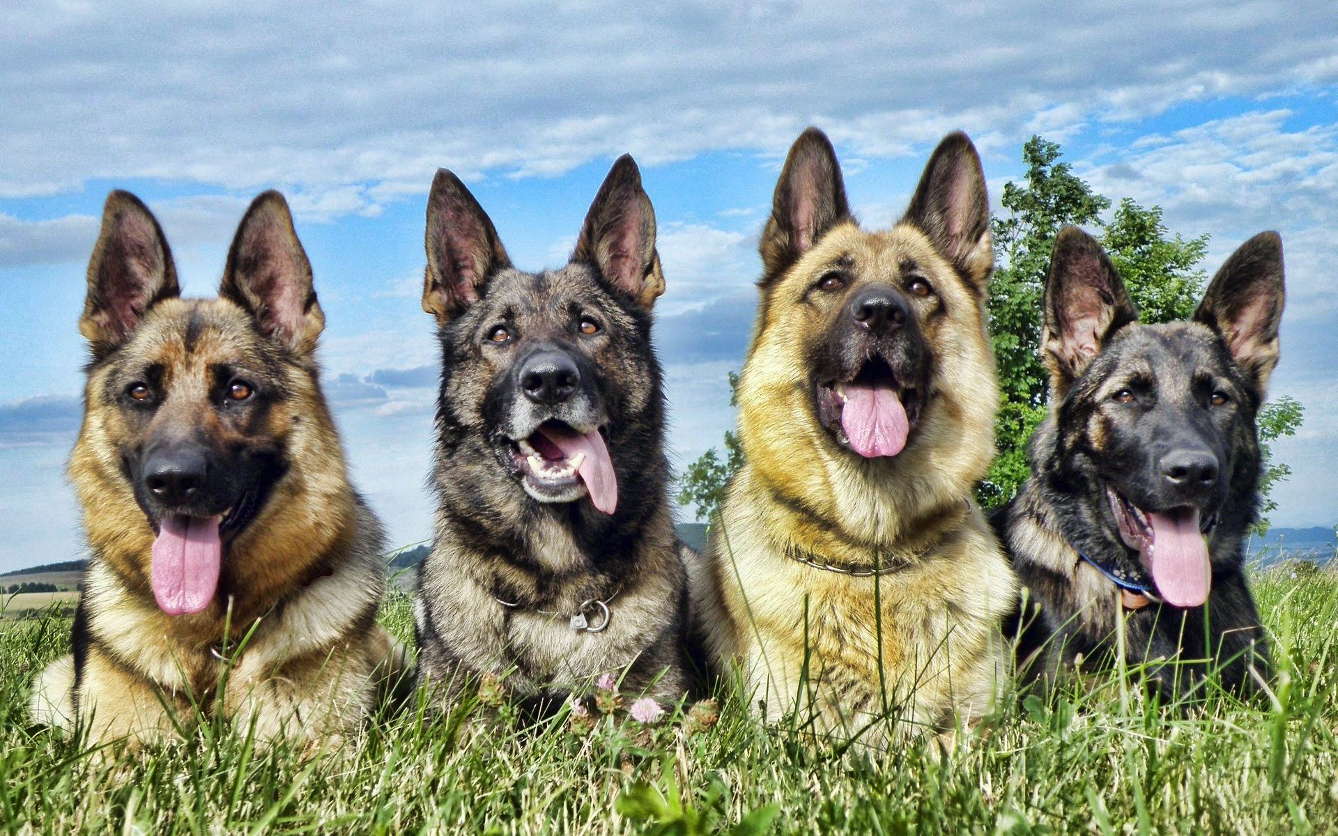 1920x1200 guard dogs