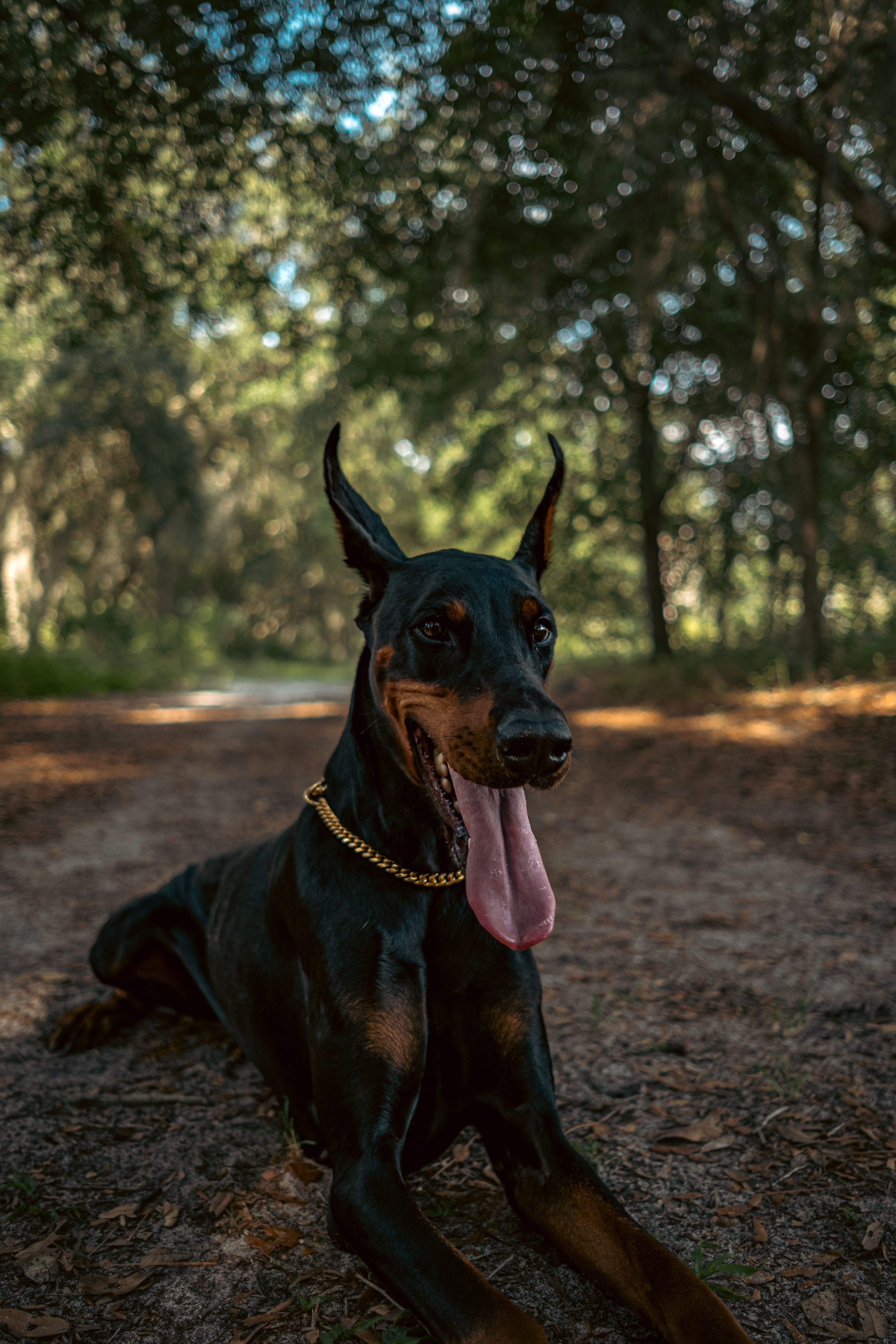 4153x6230 Brown and Black Dog on Brown Dirt Road · Free