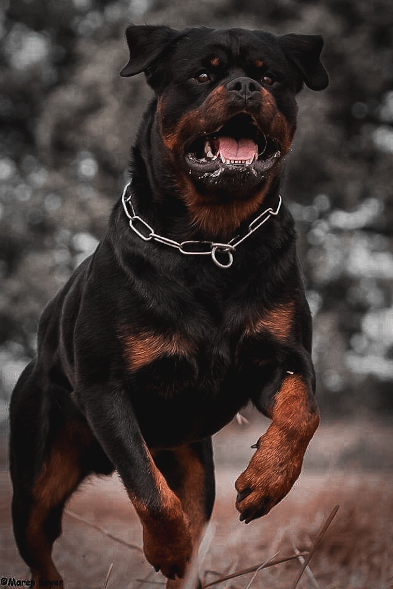 1366x2048 Rottweilers. Rottweiler dog, Scary dogs, Guard dog breeds