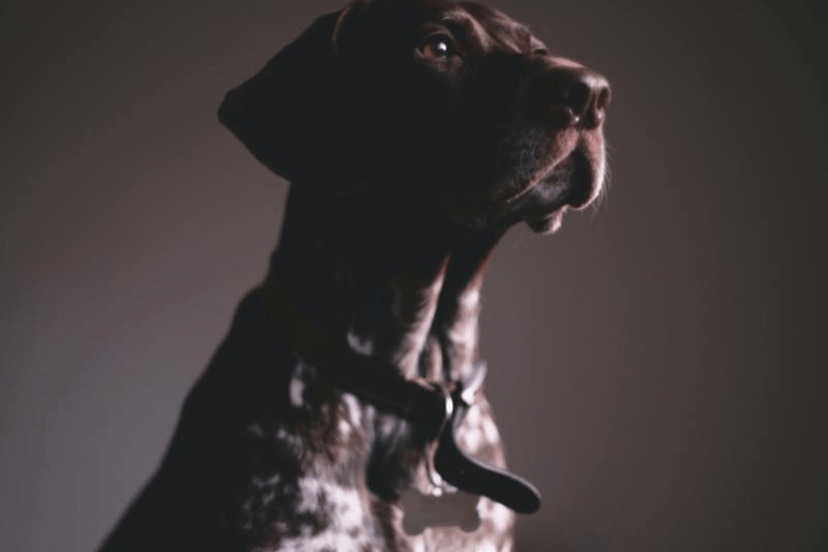 1200x801 How to Train a Dog to Guard Your House