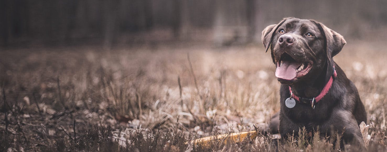 1476x583 Why Do Labrador Retrievers Make Good Guard Dogs!