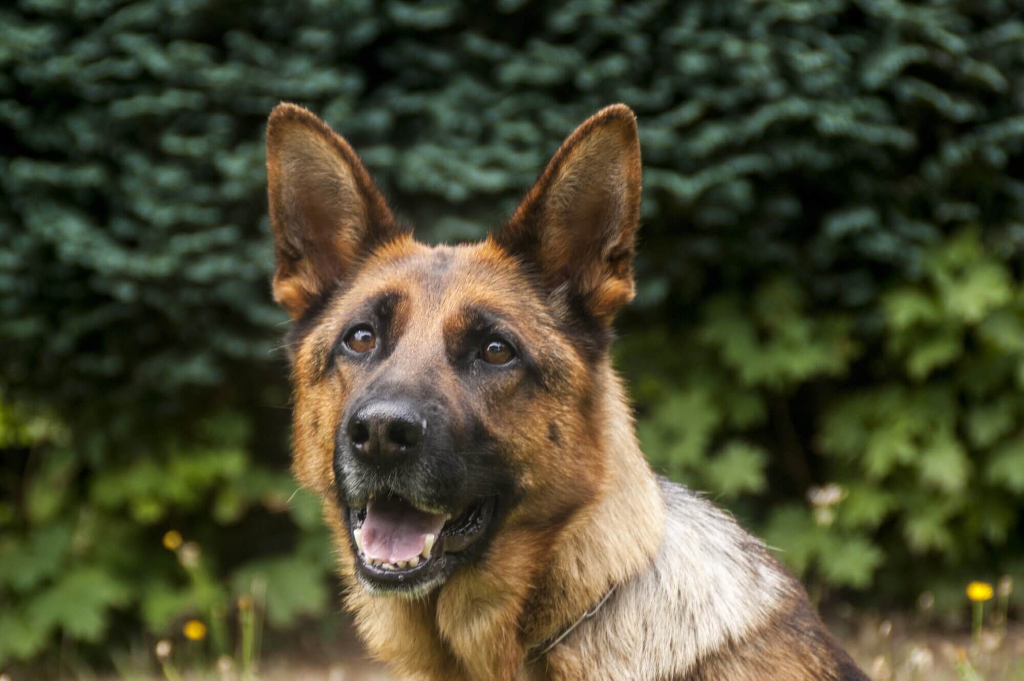2000x1331 Dog Guide: The Difference Between a Guard Dog and a Protection Dog