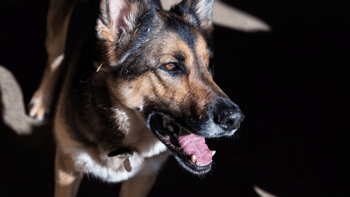 1200x675 best guard dog breeds
