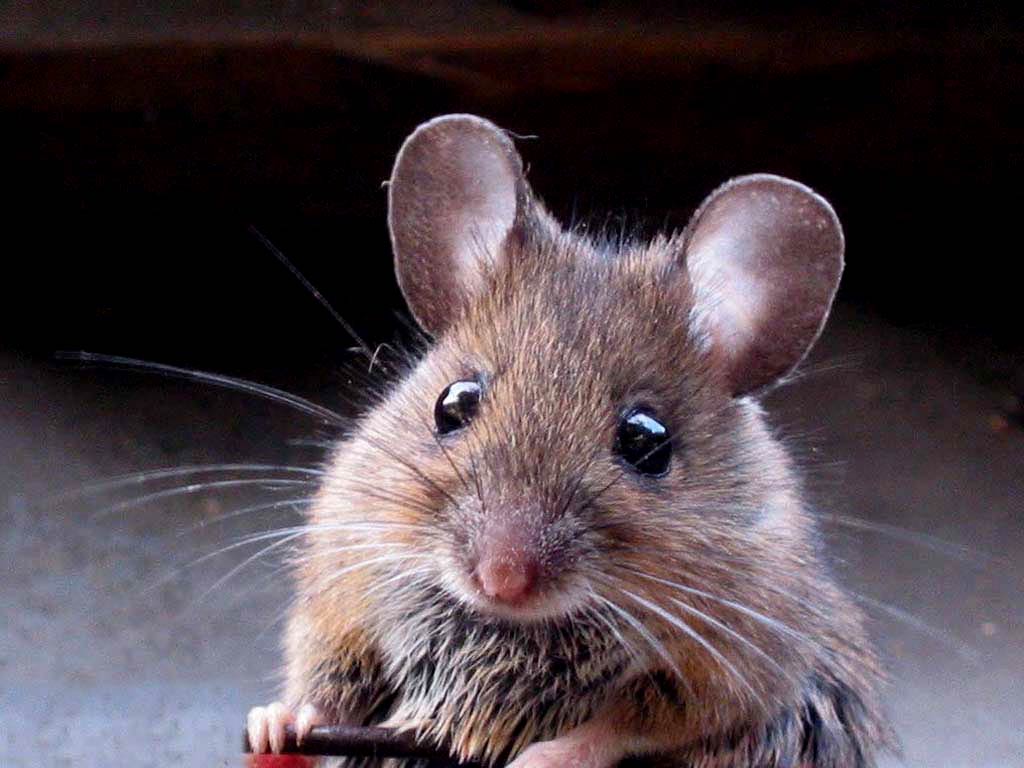 1024x768 Mouse Wallpaper and Background