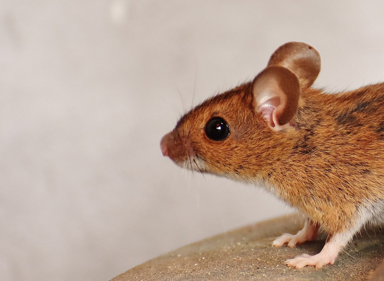 1280x938 Mouse Rodent Cute