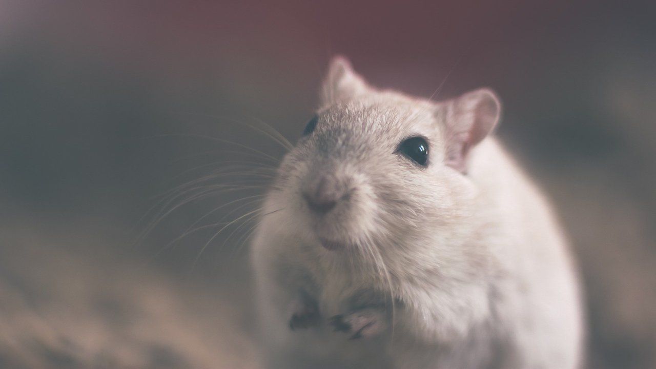 1280x720 When it comes to hearing, the left and right sides of the brain work together, mouse research shows
