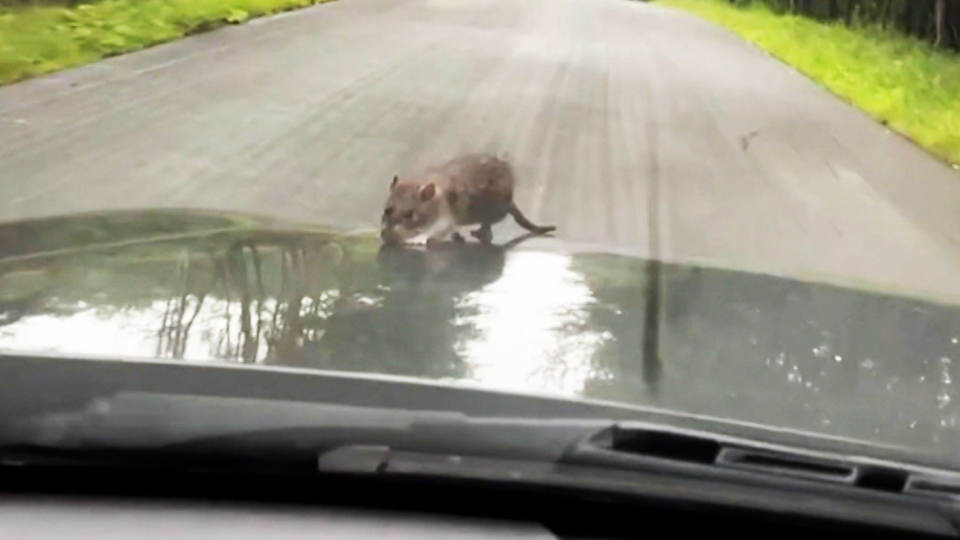 1920x1080 Holy hell!': NYC rat on hood of car shocks driver