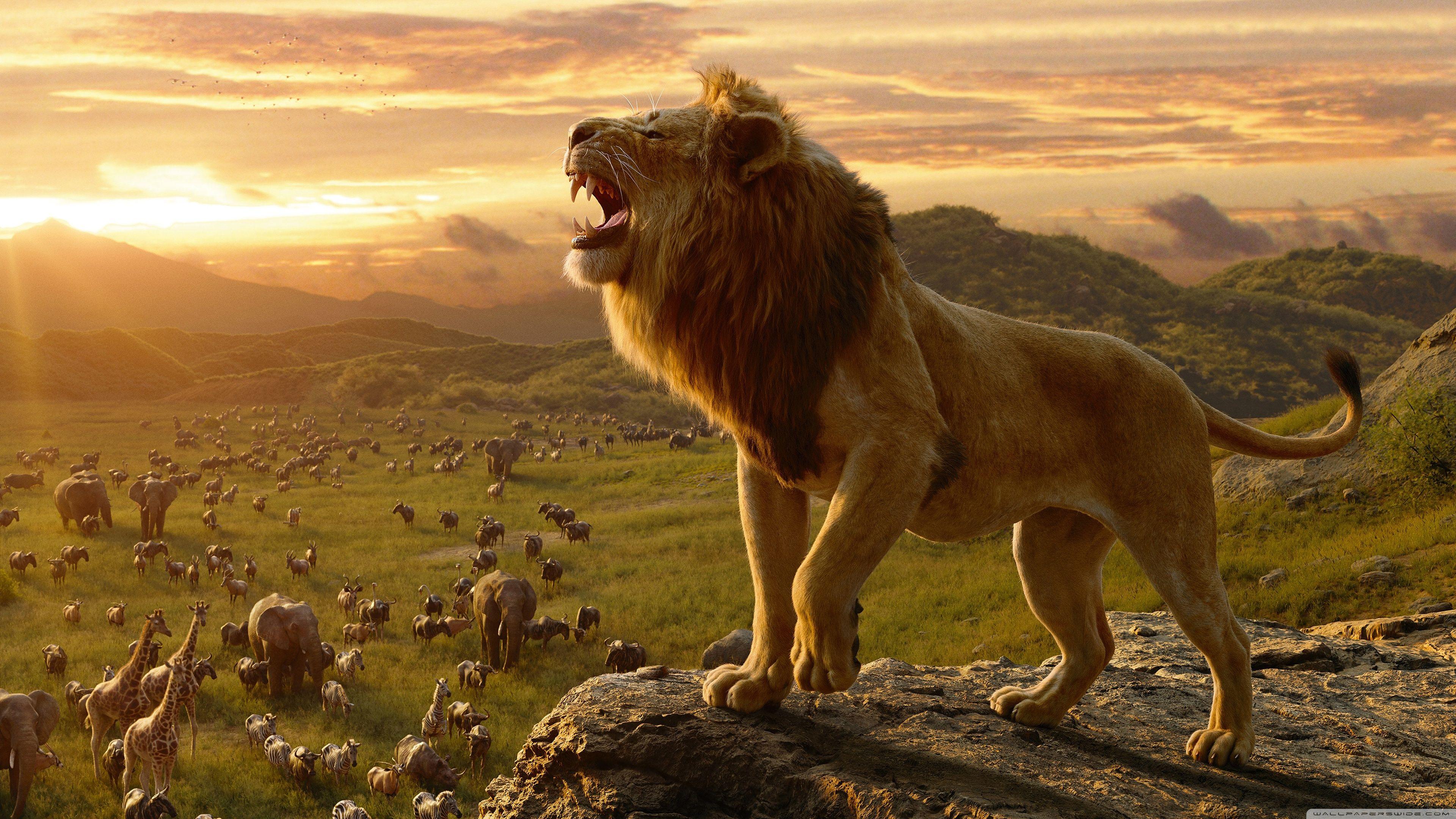 Lion King 4K Ultra HD Wallpapers - Top Free Lion King 4K Ultra HD  Backgrounds - WallpaperAccess