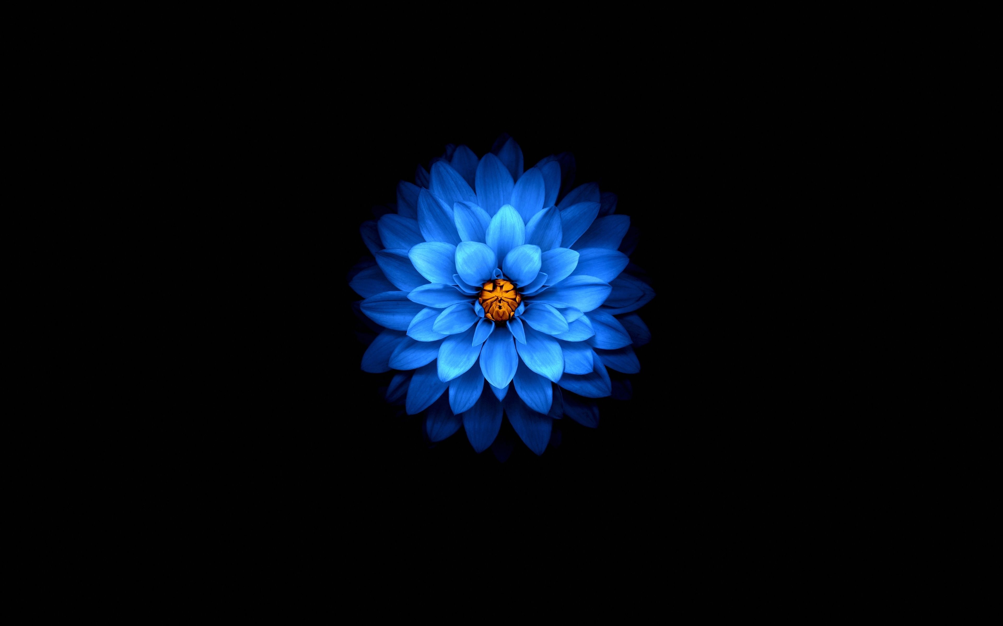 3840x2400 Download wallpaper 3840x2400 blue flower, dark, amoled 4k wallaper, 4k ultra HD 16:10 wallpaper, 3840x2400 HD background, 25964