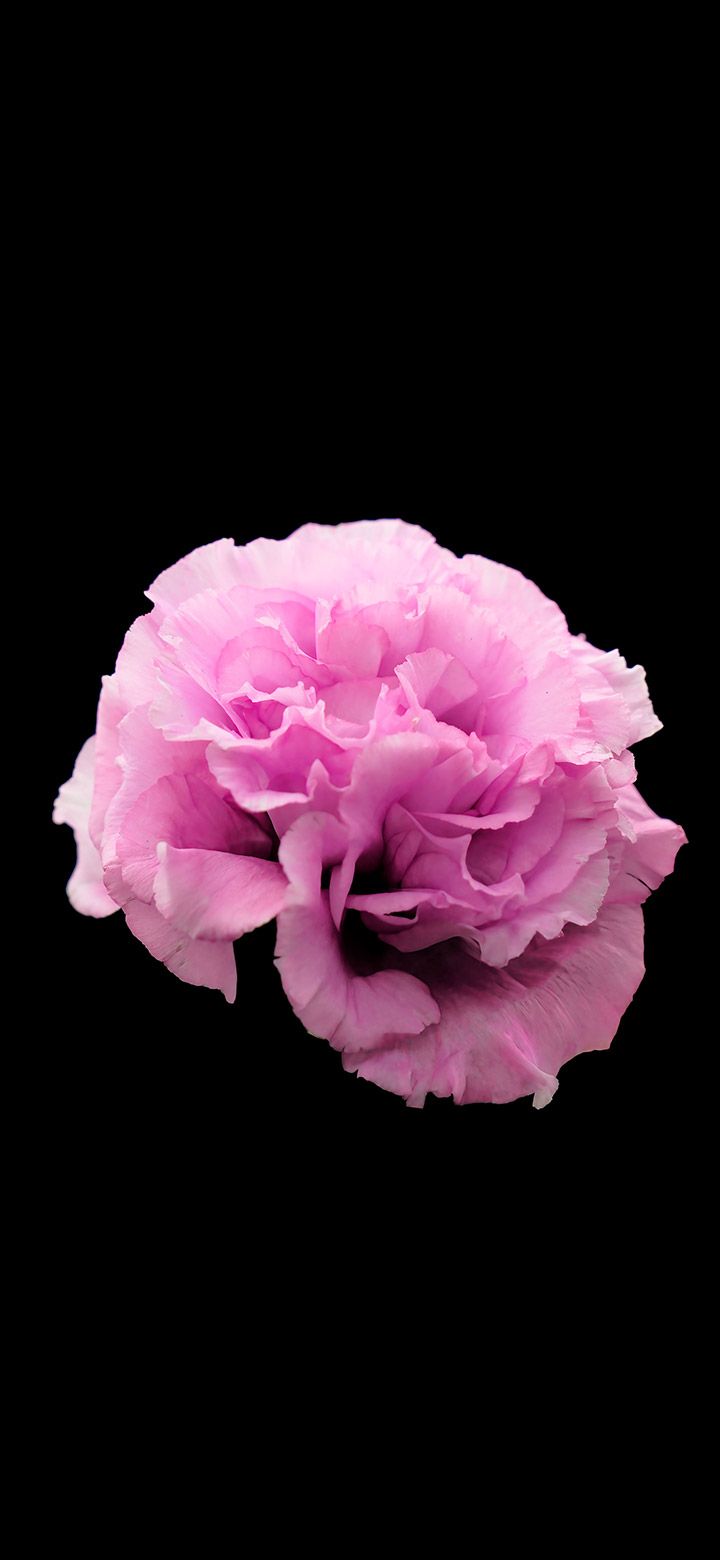 720x1560 Carnation Flower In Black Amoled Background 4K Phone Wallpaper