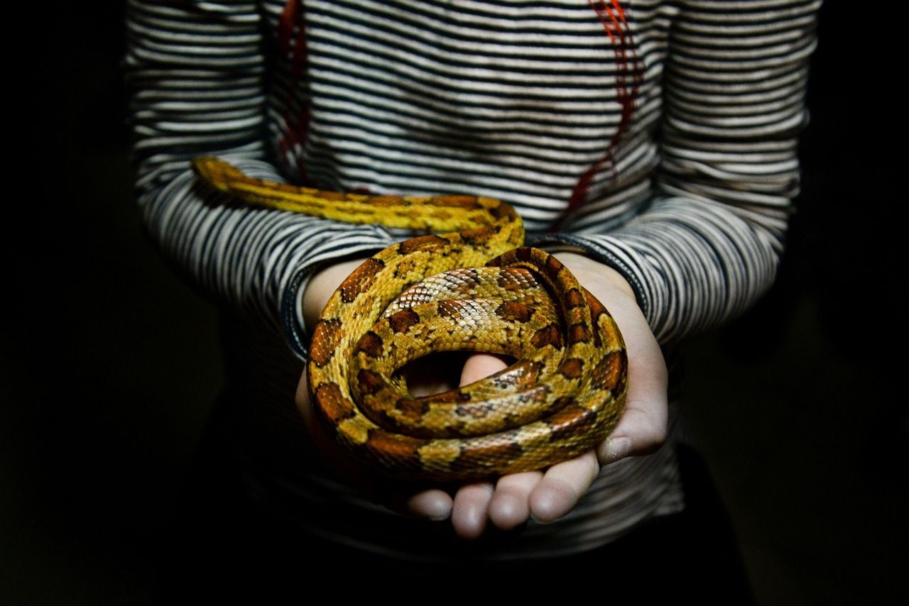 1280x854 Snake Girl Holding