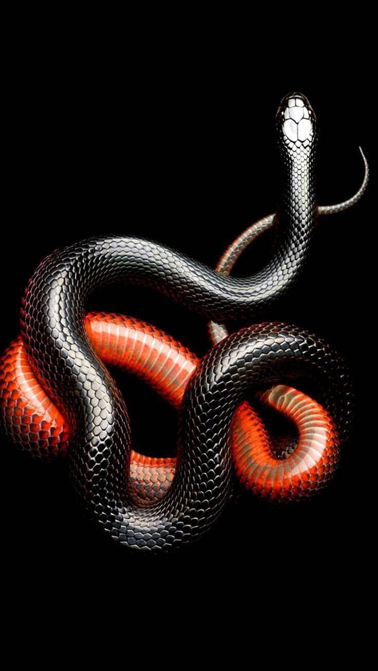 736x1308 MuchaTseBle. Snake, Snake wallpaper, Snake art