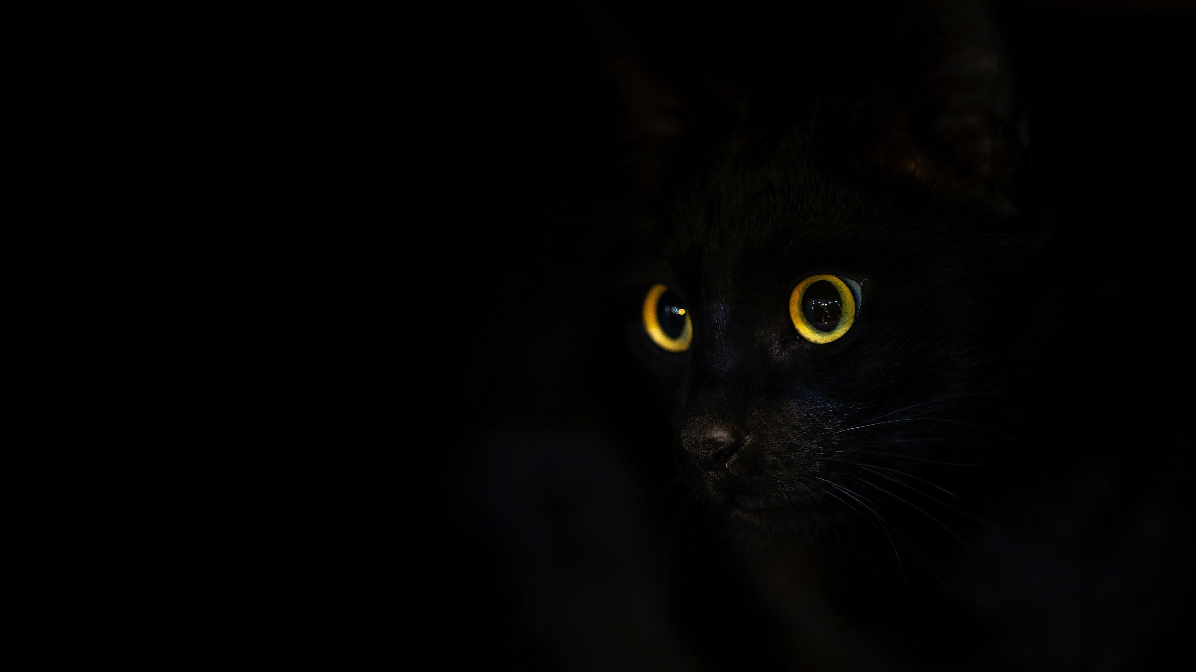 Black Cat 4k Wallpapers - Top Free Black Cat 4k Backgrounds