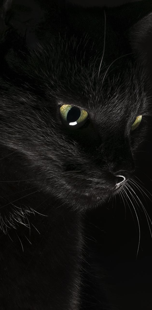 630x1280 black cat wallpaper by Tahali50. Cute black cats, Black cat aesthetic, Cats