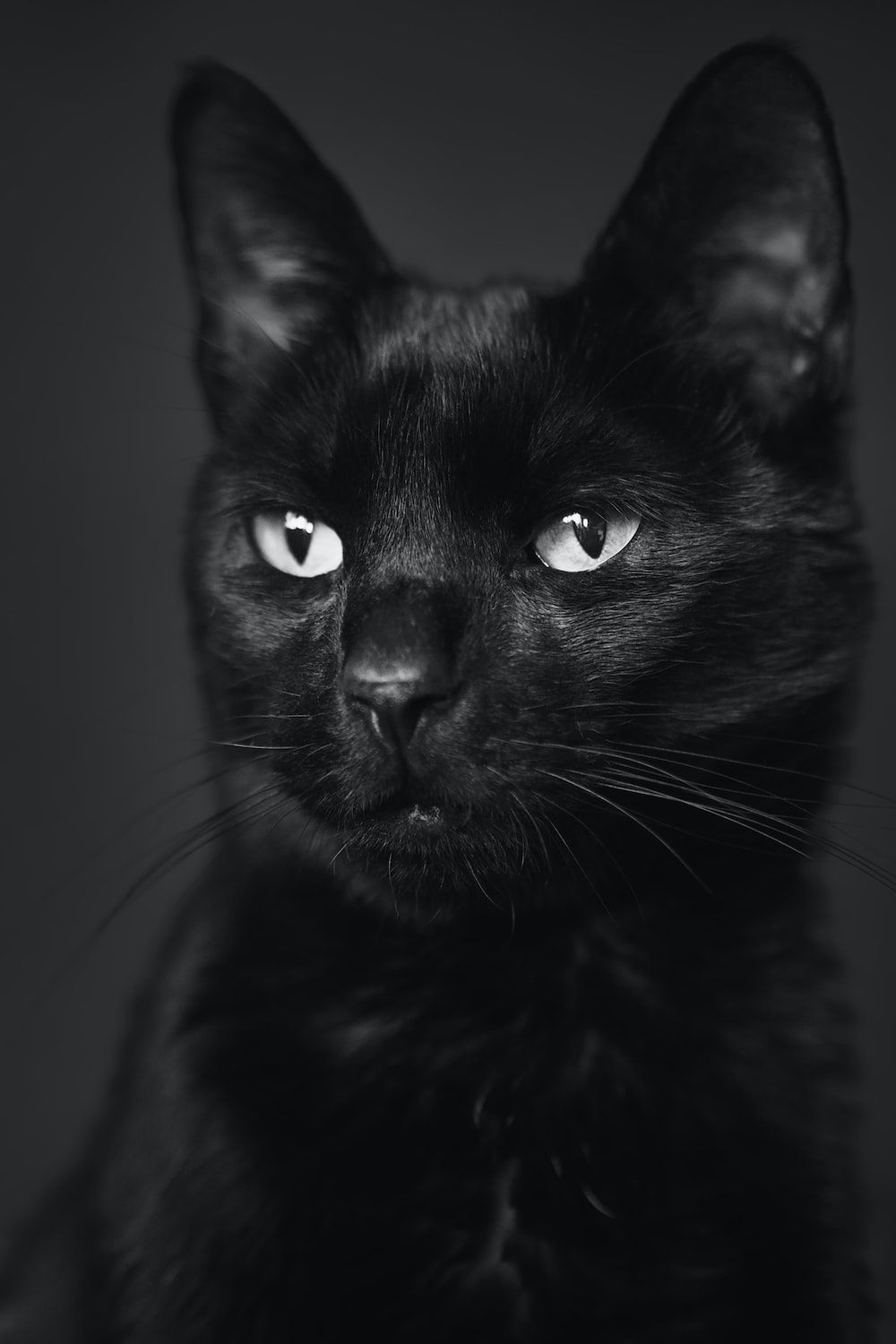 1000x1500 Black Cat Picture. Download Free Image
