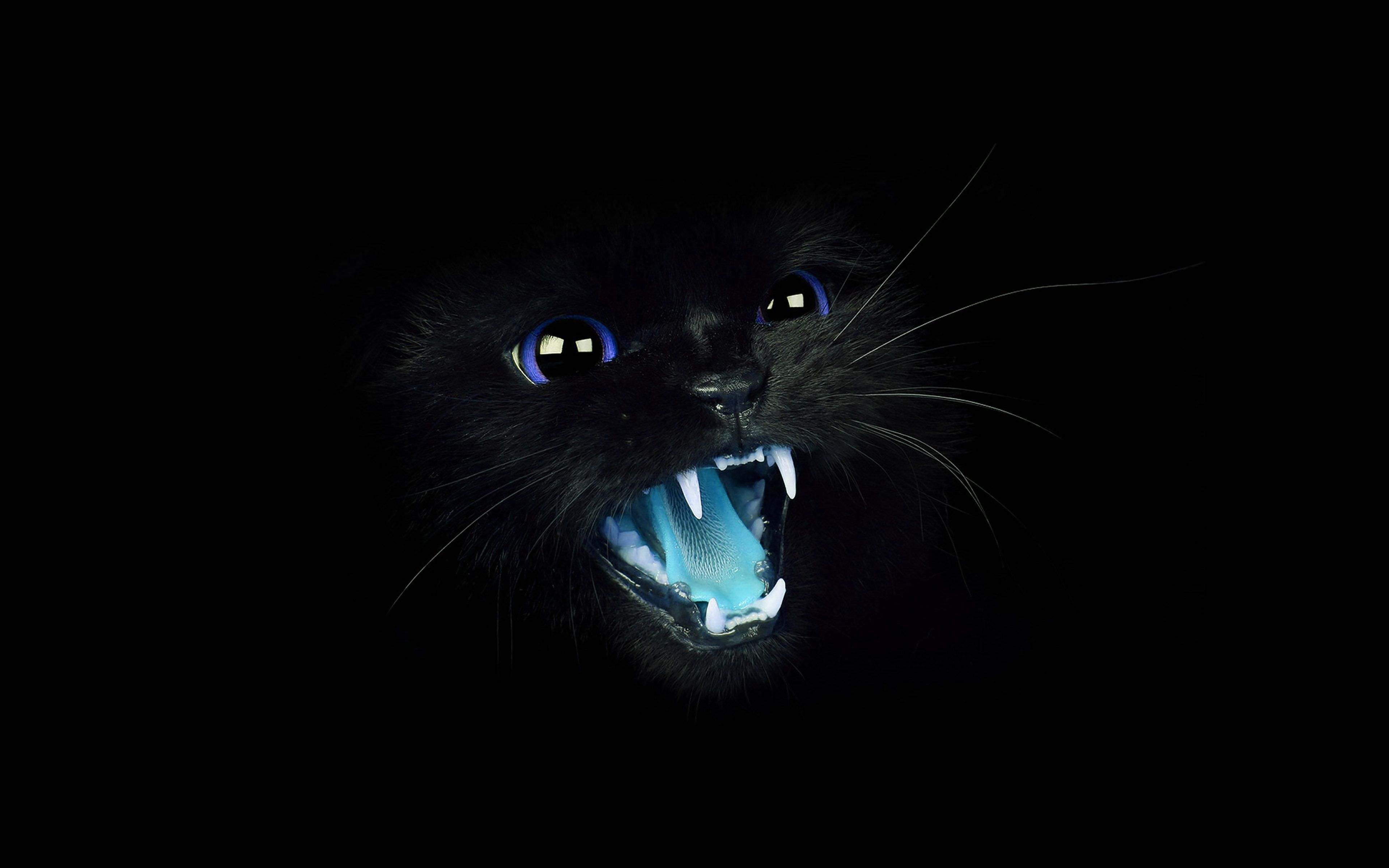 Black Cat 4k Wallpapers - Top Free Black Cat 4k Backgrounds