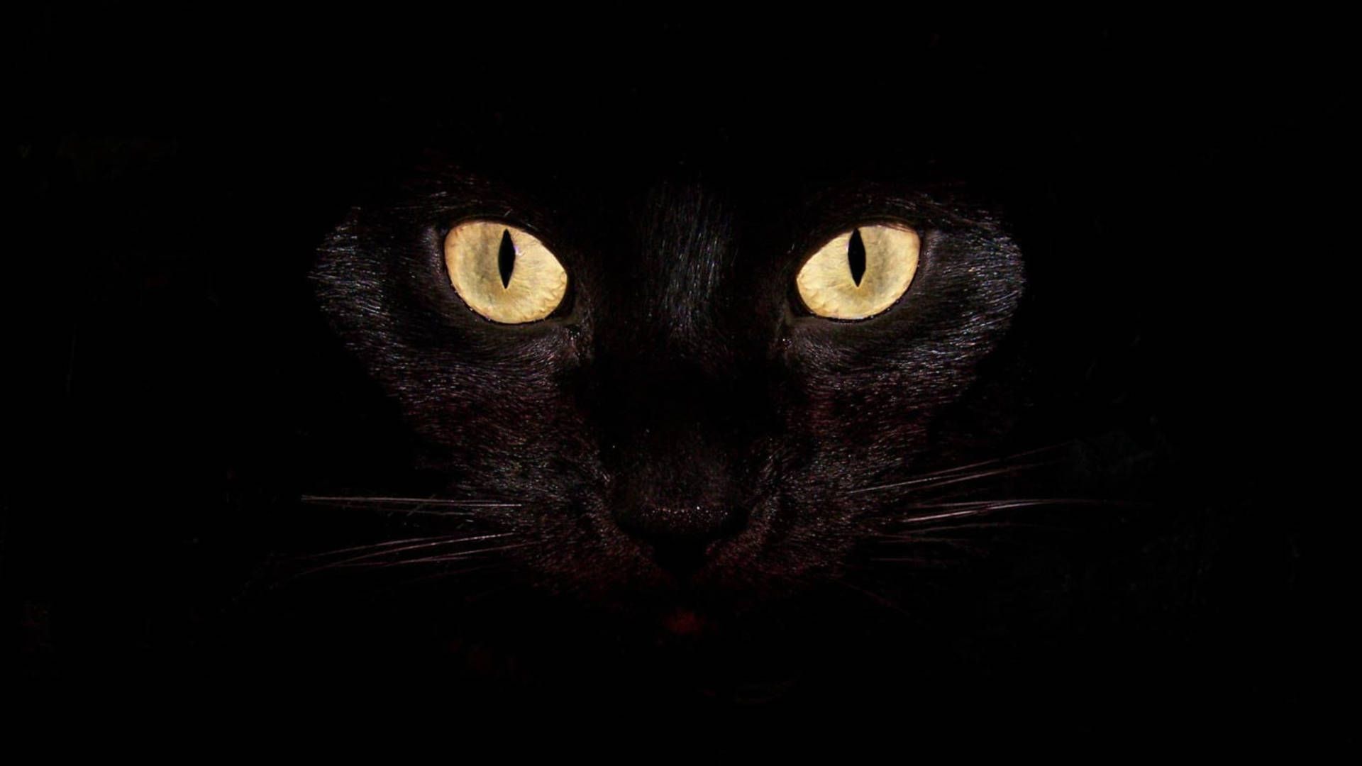 1920x1080 Download Black Cat Cool 4k Wallpaper