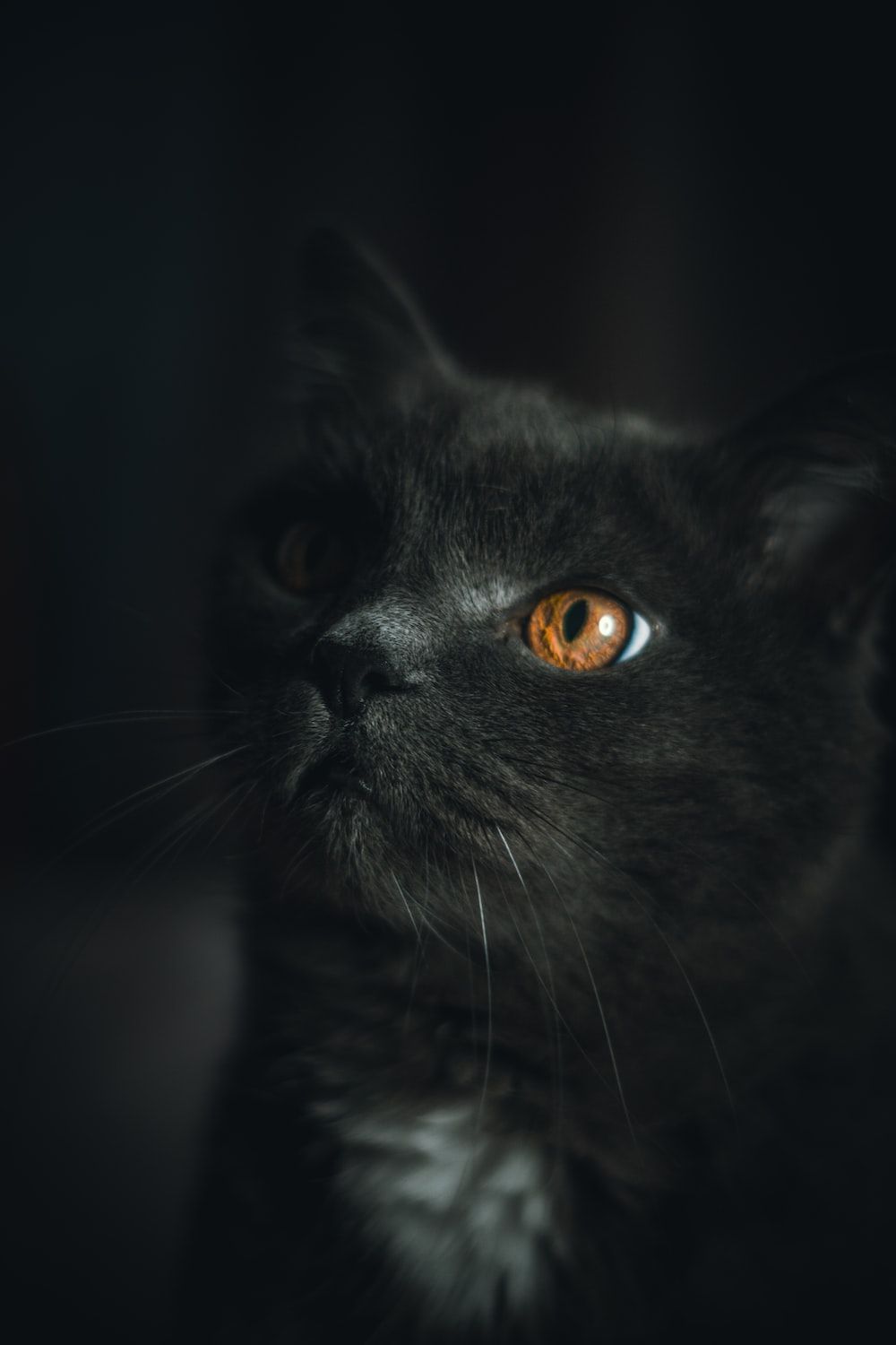 1000x1500 Black Cat Picture. Download Free Image