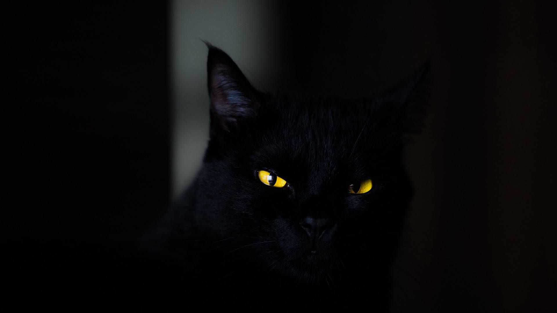 1920x1080 Download Black Screen 4k With Cat's Eyes Wallpaper