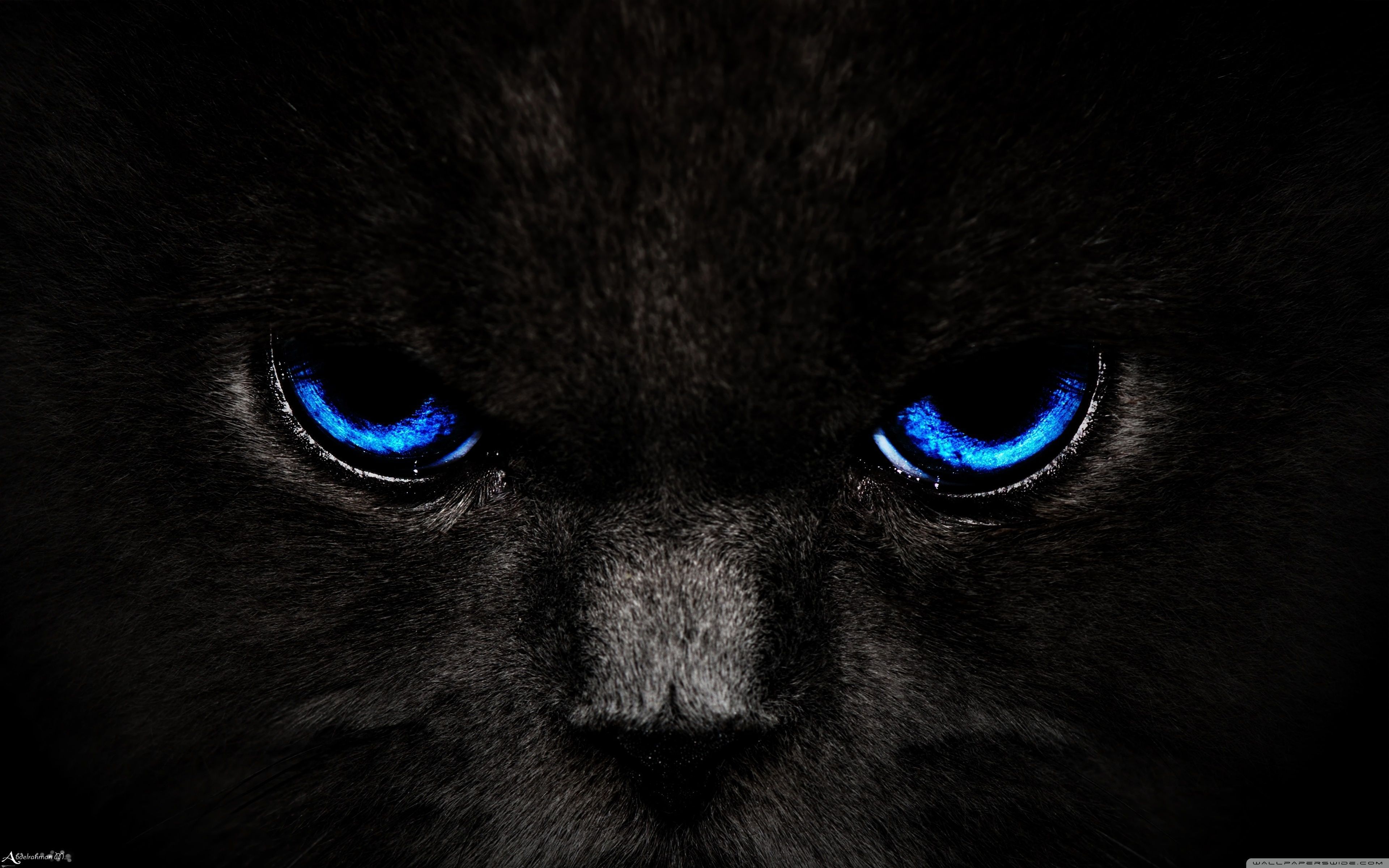 3840x2400 Black Cat, Blue Eyes Ultra HD Desktop Background Wallpaper for 4K UHD TV : Tablet