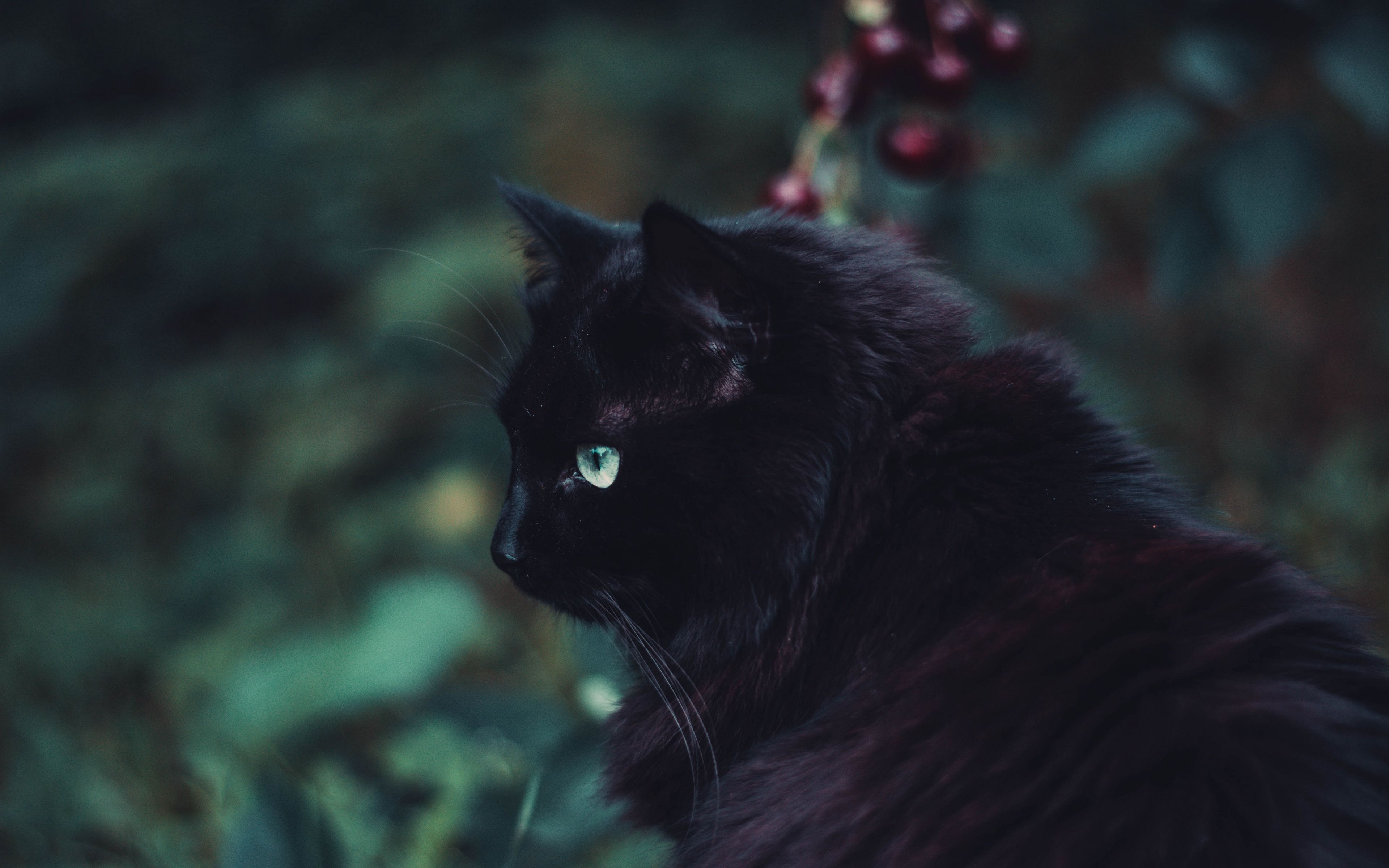 3840x2400 Download wallpaper 3840x2400 black cat, cat, fluffy, sight 4k ultra HD 16:10 HD background