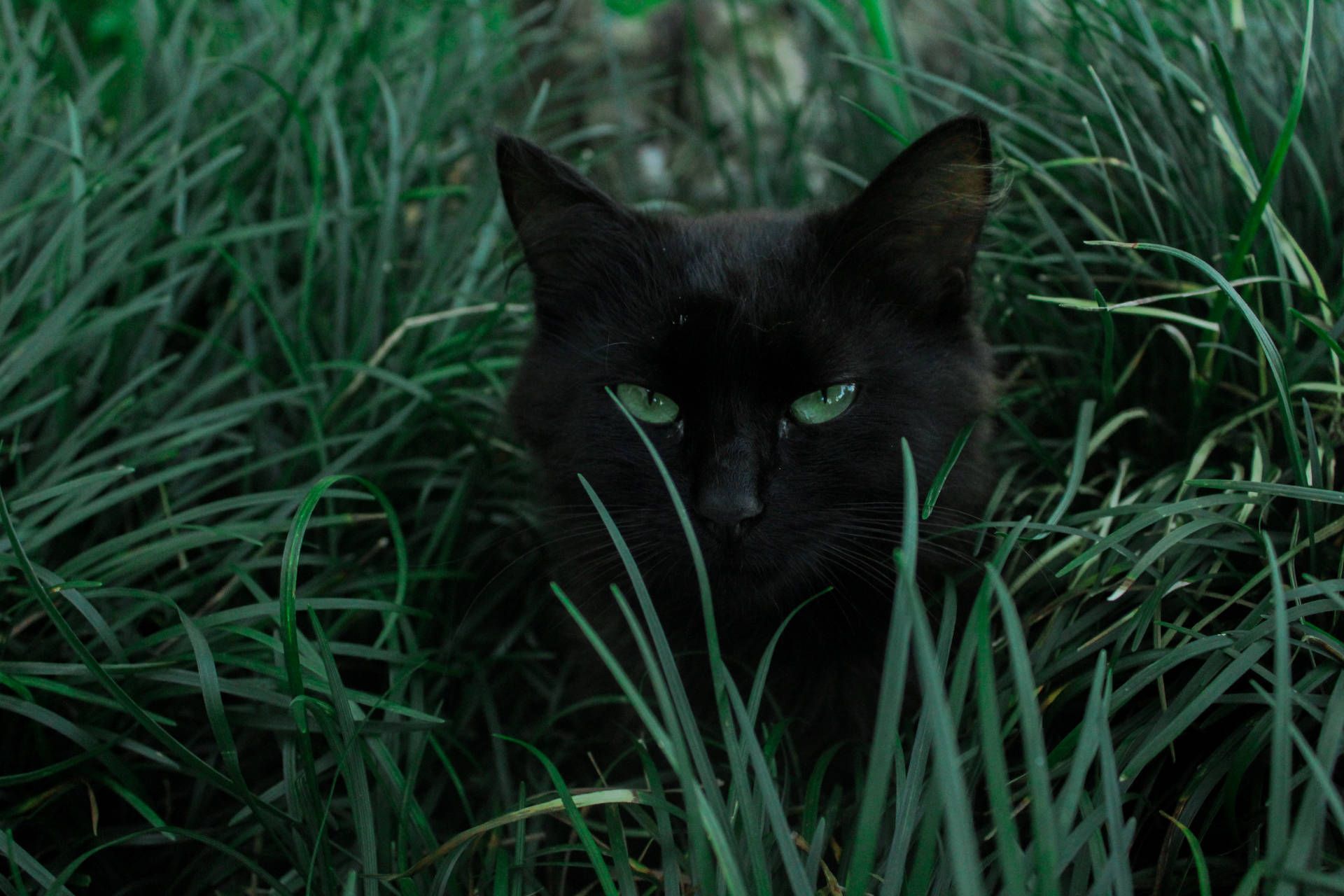 1920x1280 Download Full 4K Desktop Black Cat Wallpaper