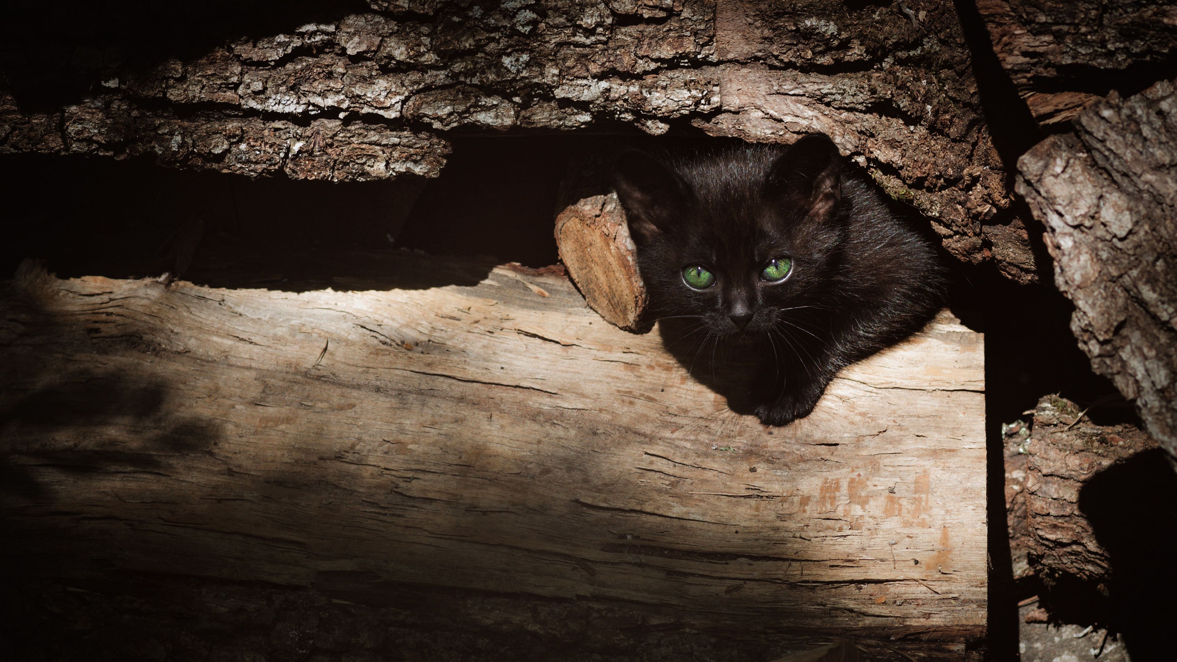 3840x2160 Animal Cat 4k Ultra HD Wallpaper