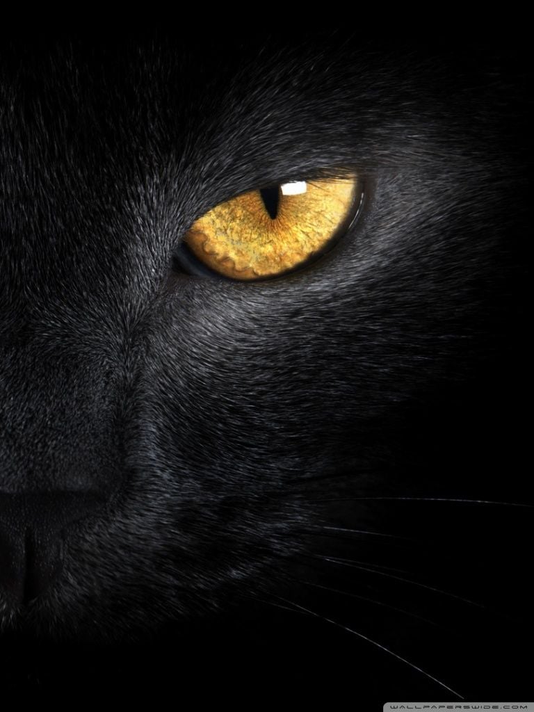 Black Cat 4k Wallpapers - Top Free Black Cat 4k Backgrounds ...