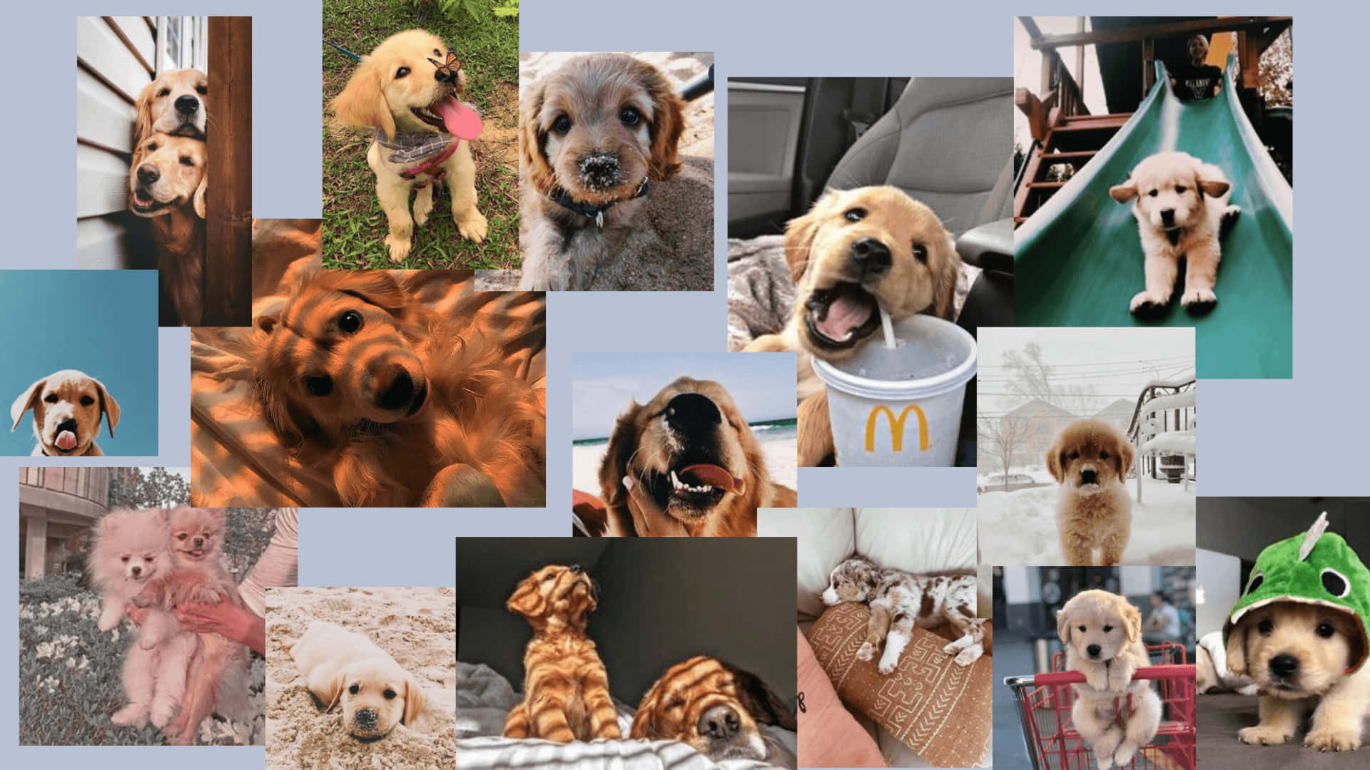 1920x1080 Download Awaken the free spirit inside with a pup's confidence! Wallpaper