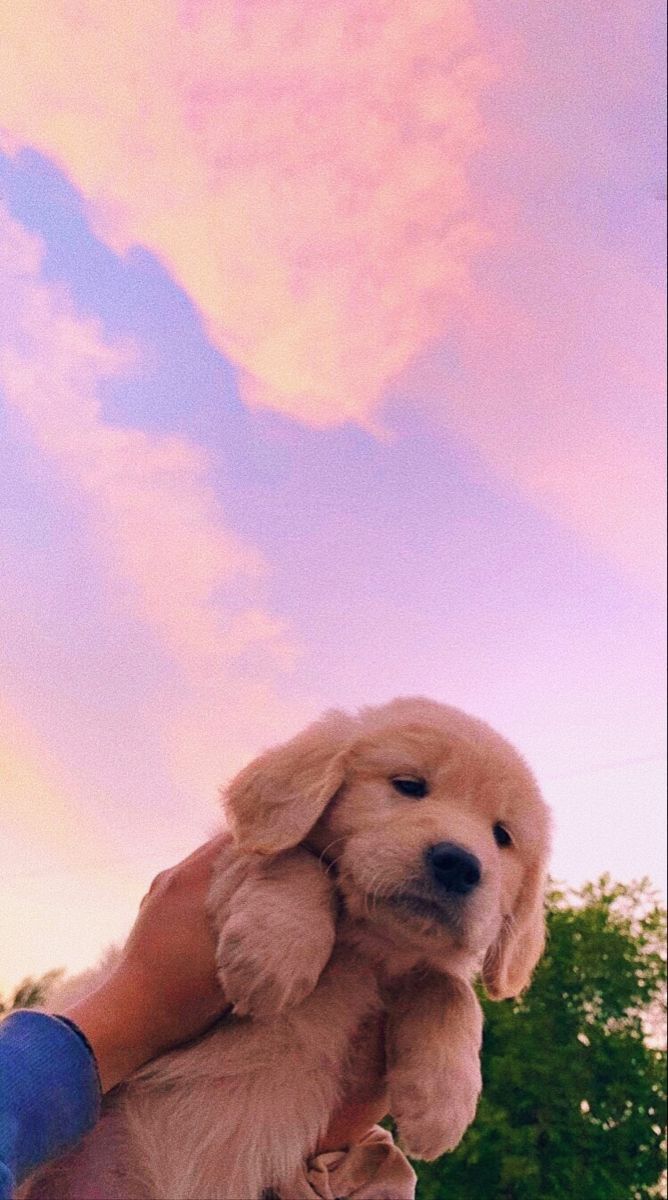 668x1200 cute dog